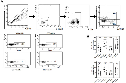 Figure 6 Bcl-6+ Tfh cell levels in the colon of DSS-induced colitis mice are significantly higher than in control mice. (A) Gating strategies to determine the levels of Bcl-6 expression in CD4+CXCR5+FoxP3-Tfh cells and CD4+CXCR5+FoxP3+Tfr cells in the colon of DSS-induced colitis mice and controls. (B) Comparison of the levels of CD4+CXCR5+FoxP3-Bcl-6+Tfh cells and CD4+CXCR5+FoxP3+Bcl-6+Tfr cells in the colon, mesenteric lymph nodes (MLNs), spleen and peripheral blood between DSS-induced colitis mice (n=8) and controls (n=8). Each symbol represents an individual subject, and each subject was measured once in a separate experiment. Data are presented as mean±SD. Statistical significance is indicated by *(p < 0.05) and ***(p < 0.001).