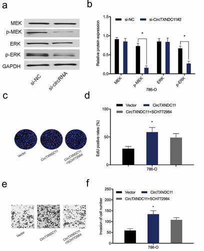 Figure 6. circTXNDC11 activated the MAPK/ERK pathway in RCC