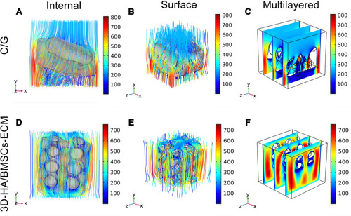 Figure 3 Computational dynamic fluid permeability simulation of the scaffolds. The (A) internal, (B) surface, and (C) multilayered analysis of C/G scaffold. The (D) internal, (E) surface, and (F) multilayered analysis of 3D-HA/BMSC-ECM scaffold. Red indicates high velocity and blue reflects low velocity (um/s).