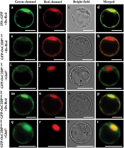 Figure 2. Subcellular localization of truncated OsC2DP under normal condition. (A-D) Co-expression of 35S::GFP and cytosolic marker Ds-Red (Red signal). (E-H, M-P) GFP-OsC2DP1−165 and GFP-OsC2DP166−290 fusion protein were co-expressed with Ds-Red, respectively. (I-L, Q-T) GFP-OsC2DP1−165 and GFP-OsC2DP166−290 were co-expressed with nuclear marker Ghd7 (Red signal), respectively. Scale bar = 10 μm.