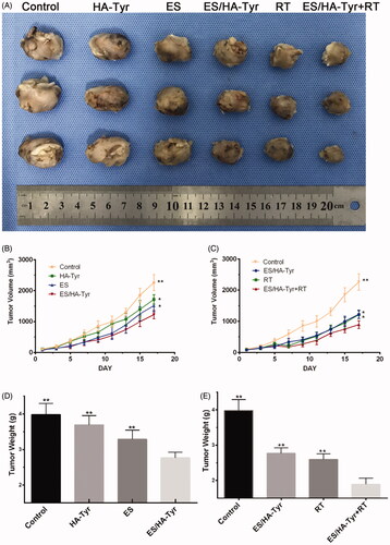 Figure 4. ES/HA-Tyr + radiotherapy (RT) inhibited tumor growth in the Lewis lung cancer model of lung cancer. (A) Tumor size of xenograft tumor. (B, C) Tumor volume–time graph. (D, E) Variations in tumor weight. Data are expressed as means ± SD (n = 6). *p < .05; **p < .01, ES/HA-Tyr compared with control, HA-Tyr, and ES, respectively. ES/HA-Tyr + RT compared with control, ES/HA-Tyr, and RT, respectively. SD: standard deviation.