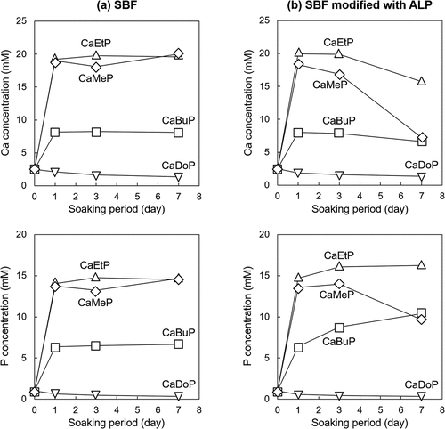 Figure 5. Time-dependent changes of Ca and P concentrations in (a) standard SBF and (b) SBF modified with ALP.