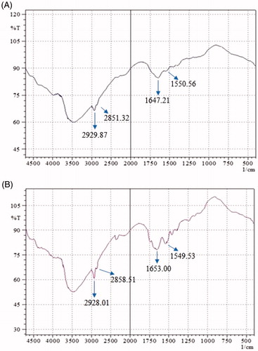 Figure 5. FTIR spectra of rats skin (A) untreated and (B) treated with fisetin transethosomes optimized formulation.