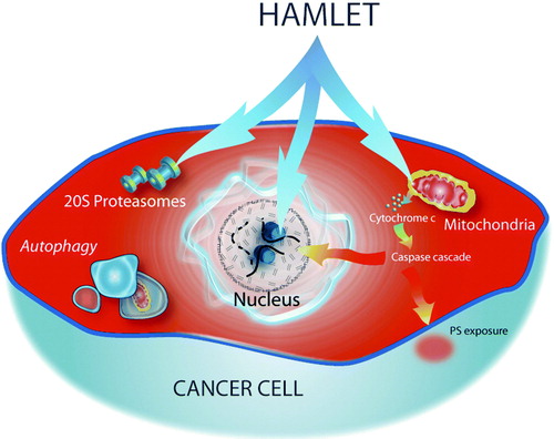 Figure 3.  Summary of known cellular targets involved in HAMLET-induced tumor cell death.