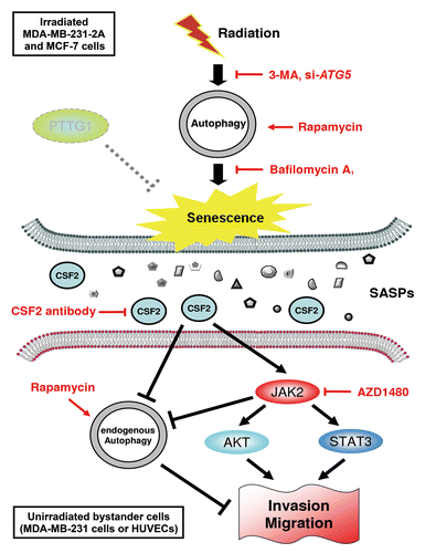 Figure 9. A hypothetical model for the role of autophagy in radiation-induced senescence and bystander effects. Radiation induces autophagy and senescence in PTTG1-depleted breast cancer cells (MDA-MB-231-2A and MCF-7). Inhibition of autophagy by 3-MA and bafilomycin A1 blocks radiation-induced senescence. In contrast, induction of autophagy by rapamycin induces senescence. Conditioned medium (CM) from radiation-induced senescent MDA-MB-231-2A and MCF-7 cells promote the invasion and migration of unirradiated neighboring cancer (MDA-MB-231) and normal endothelial (HUVEC) cells (bystander effects). CSF2 in the CM from the radiation-induced senescent cancer cells acts as senescence-associated secretory phenotype (SASP) to exert the bystander effects. CSF2 promotes cell invasion and migration through either the activation of the JAK2-STAT3 and JAK-AKT pathways or the downregulation of endogenous autophagy in bystander cells.