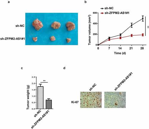 Figure 2. Effect of ZFPM2-AS1 in glioma tumorigenesis. (a) The tumors excised from mice in sh-ZFPM2-AS1#1 group or sh-NC group. (b and c) The tumor volume and weight were confirmed in ZFPM2-AS1-knockdown group and control group. (d) Function of silenced ZFPM2-AS1 on Ki-67 expression was confirmed by IHC assay. **p < 0.01