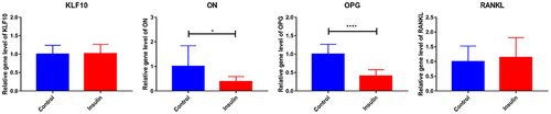 Figure 5. The effect of insulin on mRNA expression of KLF10, ON, OPG and RANKL.