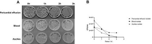 Figure 3 Serum survival assay of three isolates (pericardial, blood and ascites). (A) Colony-forming units (CFUs) recovery after co-incubation of the isolates with pooled normal serum on blood plates for 1, 2 and 3 hours. Images are representative of two parallel samples of each isolate. (B) Mean viable CFU counts of the replicates at each time point.