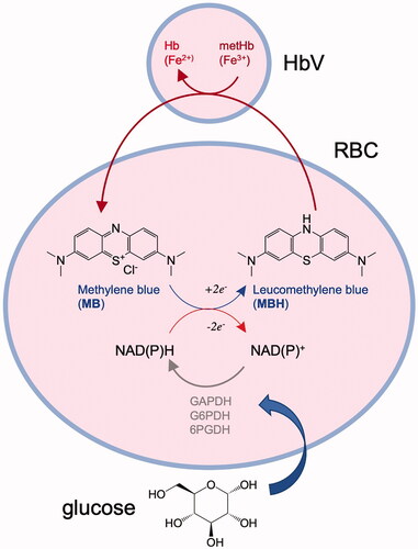 Figure 4. The mechanism of the indirect enzymatic reduction of ferric metHb (Fe3+), compartmentalized in HbV to form ferrous Hb (Fe2+), via an electron mediator, MB, transferring the glycolytic energies charged as NAD(P)H in RBCs. The oxidized NAD(P)+ can be reduced repeatedly by the glycolytic enzymes in RBCs. The oxidized NADP+ is energized repeatedly to NADPH using 6-phosphogluconate dehydrogenase (G6PDH) and 6-phosphogluconate dehydrogenase (6PGDH) in the pentose phosphate pathway. The oxidized NAD+ is energized repeatedly to NADH by glyceraldehyde 3-phosphate dehydrogenase (GAPDH) in the Embden–Meyerhof pathway.