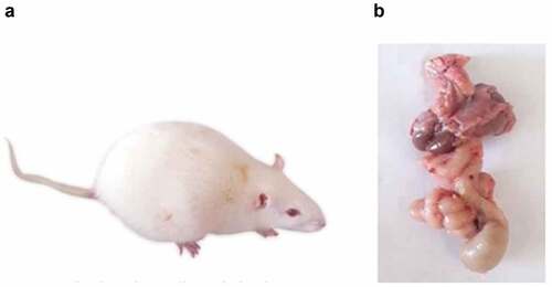 Figure 4. (a) A photograph showing the morphological characteristics of the DMBA-treated rat. Notice, ascites due to liver cirrhosis and general animal weakness. (b) Adhesion of internal organs and markedly dilated bowel.