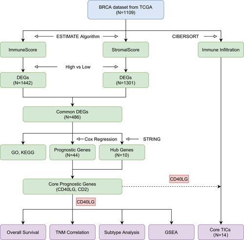 Figure 1 Flow diagram of the study design and main results.