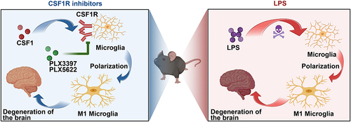 Figure 7 Microglia treated with CSF1R inhibitor and LPS mouse models showed different changes. Microglia in mice treated with the inhibitor significantly decreased, and the onset of degenerative disease was delayed, whereas microglia in mice treated with LPS showed proliferation and differentiation, accelerating the onset of degenerative disease. The flowchart was created using Biorender.com.