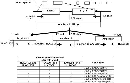 Figure 1 Strategy for detecting and distinguishing homozygous/heterozygous genotypes of the HLA-C*03:02 allele. (A) PCR procedures: Step 1. The primer set HLACB1F/HLACB1R specifically amplified the exon 2–3 sequence of the HLA-C gene. Step 2. The 912 bp PCR product from step 1 was then used as a template for the step 2 PCR reactions, which used three primer sets. (B) Different patterns can be obtained with the three primer sets in the second PCR step according to the HLA-C*03:02 zygosity. (*): allele number.
