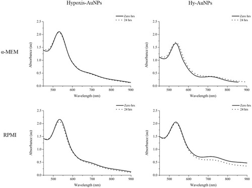 Figure 5 UV-Vis spectra of Hypoxis-AuNPs and Hy-AuNPs before and after 24 hrs incubation in the presence of α-MEM and RPMI cell growth media.