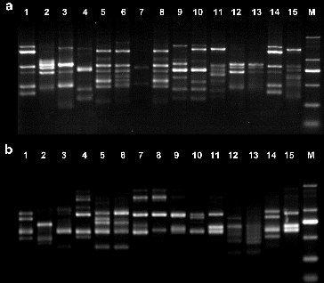 Figure 2. ISSR electrophoretic analysis of 15 Aconitum specimens (a: UBC881 primer; b: UBC823 primer). M: DL2000 DNA marker: 100 bp, 250 bp, 500 bp, 750 bp, 1000 bp, 2000 bp.