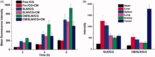 Figure 5. (A) The comparative intracellular time-dependent uptake of different formulations in 143B cells (pretreated with/without CM). (B) The drug localization of signal injection of SLN/ICG and CM/SLN/ICG for 48 h. Each sample was repeated in triplicate and shown as mean ± SD.