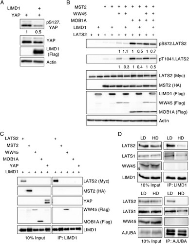 FIG 4 AJUBA LIM proteins inhibit activation of LATS by the core Hippo kinase complex and associate with LATS in proliferating cells but not growth-arrested cells in contact. (A) HEK293T cells were transfected with YAP with or without LIMD1, and the cell lysates were Western blotted with the indicated antibodies. The amount of pS127.YAP detected was controlled for the level of total YAP. The pS127YAP/total YAP ratio is shown below each lane. The amount present in cells not transfected with LIMD1 was arbitrarily set as 1. (B) HEK293T cells were transfected with different combinations of epitope-tagged plasmids expressing components of the Hippo core kinase complex, as indicated, with or without LIMD1. The cell lysates were Western blotted with the indicated antibodies. The amount of active LATS (pS872 and pT1041) in the absence of LIMD1 (equal to 1 for each set) versus the presence of LIMD1, controlled for total LATS2 protein present, was quantified. The relative amount of pS872.LATS2 or pT1041.LATS2 detected in each pair is shown below the top two panels. The amount of phospho-LATS2 species detected in cells not transfected with LIMD1 was arbitrarily set as 1 for each set. All phospho-LATS2 species amounts were normalized to total LATS2 level. (C) HEK293T cells were transfected with LIMD1 and individual components of the Hippo core kinase complex or YAP, as indicated. LIMD1 was immunoprecipitated from the cell lysates, and the bound products were Western blotted with the indicated antibodies. The left column is 10% of the amount of cell lysate used in the IP as an input control. (D) MCF10A cells grown at LD or HD were lysed, and either AJUBA or LIMD1 was immunoprecipitated. The bound products were Western blotted with the indicated antibodies. The left column shows input cell lysate controls (10% of the amount used for the IP).