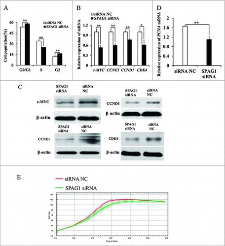 Figure 3. miR-638 inhibits immature Sertoli cell growth partly through suppressing SPAG1. ST cells were treated with SPAG1 siRNA or siRNA NC. (A) Cell cycle was analyzed 48 h after transfection by propidium iodide flow cytometry. (B) mRNA expression levels of cell cycle-related genes was detected by Q-PCR. (C) Cell cycle-related factors protein levels were detected by Western blot. (D) PCNA mRNA expression level was detected by Q-PCR. (E) When the cell index reached 1.0, cell growth dynamics were then continuously monitored using the xCELLigence system. Data are presented as the mean ± S. D. (three independent replicates per group). ** P < 0.01.