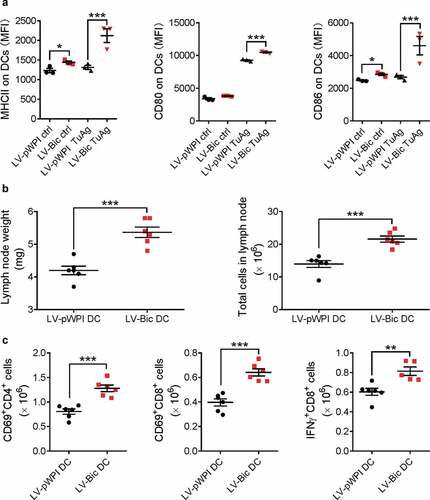 Figure 5. Lentivirus-mediated miR155 overexpression enhances the capability of DCs to activate T cells. (a) BMDCs infected with LV-pWPI or LV-Bic were pulsed with tumor material, stained for maturation markers (MHCII, CD80, and CD86), and analyzed with flow cytometry. (n = 3). (b) Tumor-bearing WT mice were s.c. injected tumor-pulsed LV-pWPI or LV-Bic DCs. Tumor draining lymph nodes were weighed and total cells were counted using a glass slide hemocytometer. (n = 6). (c) Tumor draining lymph nodes were then harvested, dissociated to a single cell suspension, and stained with CD3, CD4, CD8, CD69 or IFNγ antibodies. Stained cells were analyzed by flow cytometry. (n = 5–6). Results are shown as means ± SEM. *p < .05, **p < .01, ***p < .005