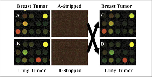 Figure 1. Images of the same section of each microarray from the sample flipping experiments.The upper left-hand corner of each panel starts at row 67 and column 18 of an intact microarray image from an Agilent Human 1A microarray. The arrows show that the stripped arrays were switched and hybridized with the other sample. (A and B) The same section from two virgin arrays hybridized individually with cRNA of each sample indicated. (A-Stripped and B-Stripped) The same sections from the two stripped arrays scanned before the second hybridization. (C and D) The same sections from the two stripped arrays hybridized individually with cRNA of the indicated flipped sample.