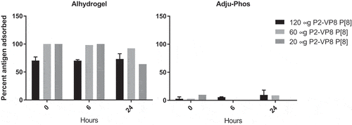 Figure 1. Percent adsorption of P2-VP8* P[8] protein to aluminum adjuvants in 0.9% (w/v) saline. Adsorption was measured using the bicinchoninic acid assay (n = 3 at each time point).