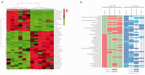 Figure 3. Analysis of the identified differential metabolites. (A) Heatmap of the differential abundance of metabolites in the control and model groups. (B) Heatmap of the differential abundance expression levels and associated p-values for the control, low and high doses of baicalin vs model groups. Statistical significance was calculated with Student’s t-test.