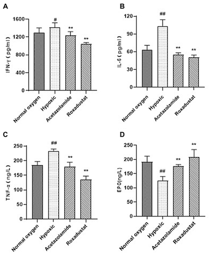 Figure 1 Effects of roxadustat on inflammatory factor and EPO in rats plasma. The content of IFN-γ (A), IL-6 (B), TNF-α (C) and EPO (D). Error bars indicate SD (n=6/per group).