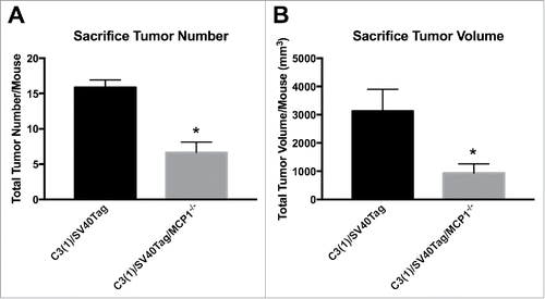 Figure 2. Tumor statistics at necropsy. (A) Total tumor number per mouse taken at necropsy. (B) Total tumor volume per mouse taken at necropsy. *P<0.05. Data are represented as ± SEM, C3(1)/SV40Tag n = 15, C3(1)/SV40Tag/MCP-1−/− n = 12.