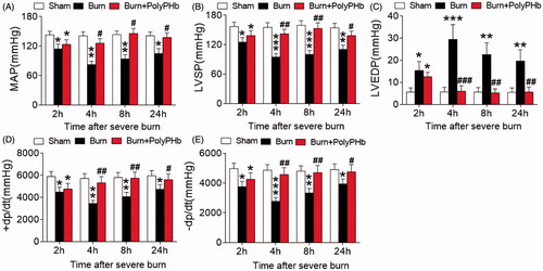 Figure 2. PolyPHb attenuated cardiac dysfunction after severe burn. The MAP (A), LVSP (B), LVEDP (C) and ± dp/dt (D and E) of the three groups after severe burn. Values were presented as mean ± SD (n = 15–20 per group). *p < .05, **p < .01, ***p < .001 vs. the Sham group; #p < .05, ##p < .01, ###p < .001 vs. the Burn group. MAP: mean arterial pressure; LVSP: left ventricular systolic pressure; LVEDP: left ventricular end-diastolic pressure;±dp/dt: maximum left ventricular developed pressure increase and decrease rate.