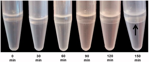 Figure 2. Time series of oil–water interface equilibrium images. Each image was captured every 30 min for 2.5 h to allow the interface to be lipid-rich. After 2.5 h at room temperature, a milky thin layer, as pointed by the arrow, was finally formed showing that the interface has already been fully equilibrated.