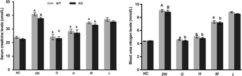 Figure 4 Effect of DMDD on the renal function of diabetic mice (n=6). NC: normal control, DN: diabetic nephropathy group, G: gliquidone group (10 mg.kg−1.d−1), H: high dosage of DMDD group (50 mg.kg−1.d−1), M: medium dosage of DMDD group (25 mg.kg−1.d−1), L: low dosage of DMDD group (12.5 mg.kg−1.d−1). A and B compared with the normal control groups (P<0.05); a, b: compared with the diabetic nephropathy groups (P<0.05).