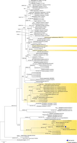 Figure 2. Molecular phylogeny based on minimum evolution analysis inferred of partial nrSSU (18S) sequences. Numbers on branches denote bootstrap values from maximum likelihood, minimum evolution, and Bayesian analyses, in the respective order. A dash “-” indicates less than 50% bootstrap support for the presented topology in ML and MN, and less than 0.9 posterior probability in BA, for the present or a conflicting topology.