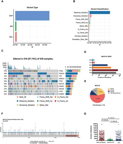 Figure 1. MUC16 frequently mutates in endometrial cancer.Exome sequencing data of 530 endometrial cancer samples in TCGA-UCEC project were analyzed through the use of mutect2 mutation-detection algorithm.(A) The number of mutations based on variant type.(B) The number of mutations based on variant classification.(C) The OncoPlot of the top ten mutated genes. The upper barplot indicates the number of genetic mutations per patient, while the right barplot shows the number of genetic mutations per gene. The mutation types were added as annotations in the bottom. Variants annotated as Multi_Hit are those genes that mutated more than once in the same sample.(D) The number of mutations of MUC16 gene based on single nucleotide variant (SNV) class.(E) The pie chart of mutations of MUC16 gene occurred in indicated exons.(F) The lollipopPlot of MUC16 gene. Amino acid axis labeled for domain. The mutation types were added as annotations in the bottom.(G) The number of mutations for all patients, patients with mutant MUC16 and patients with wild type MUC16. The data are compared by unpaired two-tailed Student’s t-test. The bars represent mean and SEM.