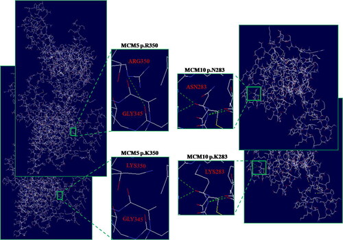 Figure 4. Structural difference between wild type and mutant type proteins. The proteins structural of wild type and mutany type were modeled based on the crystal model of human MCM5 and MCM10 proteins, respectively. The enlarged image shows that both the MCM5 p.K350R and MCM10 p.K283N mutations caused the structure changes of MCM5 and MCM10 protein, respectively.