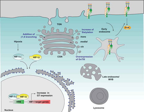 Figure 3. Possible effect of hypoxia on β1-integrin glycosylation and cell migration. Hypoxia induces the expression of glycosyltransferases in a HIF1α dependent manner, which could lead to changes in the glycosylation profile of β1-integrin, and thus affecting its subcellular distribution and function, its interaction with extracellular ligands, FAK signaling and cell migration. In blue letters are indicated the main modifications on β1-integrin glycosylation that affect its function and the Golgi compartments where they occur.