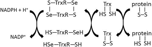 Figure 2. Scheme of protein reduction by thioredoxin-dependent system.