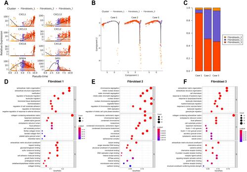 Figure 2 Three different fibroblast subtypes identified in odontogenic keratocyst (OKC). (A) Differential gene expression panel from fibroblasts #1 into fibroblasts #3. (B) Trajectory analysis of the differentiation from fibroblasts #1 into fibroblasts #3 in 3 OKC samples (cases 1, 2, and 3). (C) Proportion of major clusters of fibroblasts in 3 patients with OKC (cases 1, 2, and 3). (D–F) Enriched GO analysis of the up-regulated genes in fibroblasts #1 to fibroblasts #3. Colored circle indicates P values of differential genes among the fibroblast clusters.