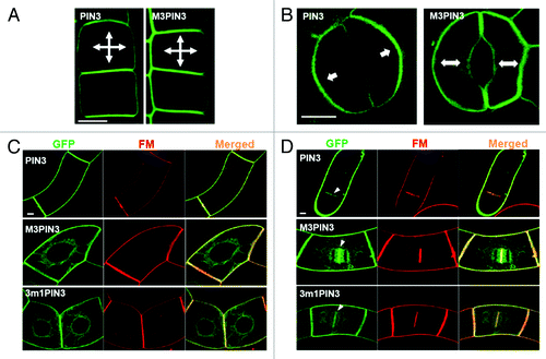 Figure 1. Differential intracellular trafficking of phospho-defective PIN3 proteins in diverse cell types. (A) The localization PIN3 and M3PIN3 in the Arabidopsis root epidermal cell. Wild-type PIN3 and M3PIN3 were expressed under the PIN2 promoter. Here, both PIN3 and M3PIN3 showed the similar non-polar PM localization. (B) The localization pattern of PIN3 and M3PIN3 in guard cells of the Arabidopsis cotyledon. Wild-type PIN3 and M3PIN3 were expressed under the PIN3 promoter. M3PIN3 exhibited non-polar localization compared with the polar PIN3 localization in the guard cell PM. (C) The subcellular localization pattern of PIN3, M3PIN3 and 3m1PIN3 in tobacco BY2 cells. Wild-type and mutant PIN3 proteins were induced by 10 µM dexamethason (Dex) for 24 h. PIN3 predominantly localized to the PM, whereas both M3PIN3 and 3m1PIN3 localized to both PM and ER-like compartments pattern as overlapped by the PM/endocytic tracer dye FM4–64 (FM). (D) Localization of PIN3, M3PIN3, and 3m1PIN3 in the cell plate (white arrowheads) of dividing tobacco BY-2 cells. Cells were treated with 25 µM of BFA for 2 h after 24 h Dex induction. All the wild-type and mutant PIN3 proteins were translationally fused with the green fluorescent protein (GFP). Bar = 5 µm for all.