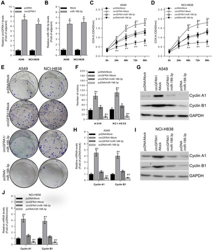 Figure 3 The proliferation of NSCLC cells is regulated by circGFRA1 and miR-188-3p. (A and B) RT-qPCR was used to detect transfection efficiency of circGFRA1 or miR-188-3p in A549 and NCI-H838 cells. (C and D) Cell proliferation was determined by CCK-8 when circGFRA1 and miR-188-3p was transfected individually or jointly, #P < 0.01 compared with pcDNA/Mock, ΨP < 0.01 compared with circGFRA1/miR-188-3p. (E and F) Colony formation ability was evaluated in A549 and NCI-H838 cells when circGFRA1 and miR-188-3p was transfected individually or jointly, #P < 0.01 compared with pcDNA/Mock, ΨP < 0.01 compared with circGFRA1/miR-188-3p. (G, H, I, J) The expression of proliferation-related genes including Cyclin A1, Cyclin B1 was detected by western-blot and RT-qPCR in A549 and NCI-H838 cells. #P < 0.01 compared with pcDNA/Mock, ΨP < 0.01 compared with circGFRA1/miR-188-3p.