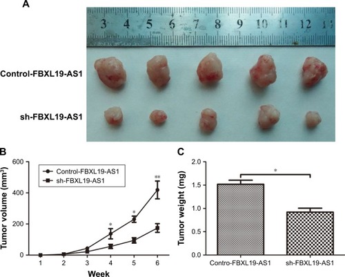 Figure 3 lncRNA FBXL19-AS1 promoted OS cell tumor growth in vivo.