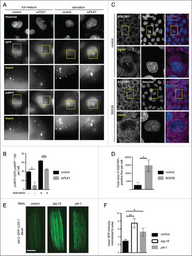 Figure 6. PLK1 inhibition impairs autophagy in nonmitotic cells and in C. elegans dauers. (A) HeLa cells were transfected with mRFP-GFP-LC3 tandem reporter, followed by PLK1 siRNA transfection on the next day. Cells were either kept in full medium, or starved for serum and amino acids for 16 h. Mitotic cells were removed by shake-off before fixation of cells 24 h after siRNA transfection. Representative images are shown for each condition. Scale bar 10 µm. Data shown are representative of n = 2 independent experiments. (B) Quantification of experiment shown in (A). The numbers of green puncta (autophagosomes) and red puncta (autolysosomes plus autophagosomes) were counted for nonmitotic cells. Data shown are represented as mean ± SEM for n = 30 cells for control knockdown, full medium, n = 43 cells for siPLK1, full medium, n = 35 cells for control knockdown, starvation condition, and n = 26 for siPLK1 starvation condition. A nonparametric 2-tailed Student t test was applied; *, P ≤ 0.05; ***, P ≤ 0.001. (C) Immunofluorescence analysis of HeLa cells that were starved for 1 h for amino acids and growth factors, stimulated with amino acids and insulin for 35 min, followed by 30 min amino acid starvation. All media were supplemented with bafilomycin A1. Staining was performed with SQSTM1 antibody and Hoechst 33342. Shown are maximum intensity projections. Scale bar 20 µm. Representative images are shown for n = 3 independent experiments. (D) Quantification of experiment shown in (C). The total area of SQSTM1-positive foci was calculated and normalized to the number of nuclei. n = 126 cells for control condition and n = 105 cells for BI2536 treated condition. Data are represented as mean ± SEM, and are representative of n = 3 independent experiments. A nonparametric 2-tailed Student t test was applied; *, P ≤ 0.05. (E& F) daf-2(e1370) animals expressing GFP::LGG-1 were fed bacteria expressing control, atg-18 or plk-1 dsRNA from hatching, and raised at the nonpermissible temperature (25°C) to induce dauers. (E) Micrographs of ∼8 to 10 dauer animals lined up next to each other were taken 6 d after the temperature shift. Scale bar 200 µm. (F) GFP::LGG-1 fluorescence (mean ± s.d. of ∼8–10 animals, **P<0.0001, one-way ANOVA) was quantified. Data shown are representative of 3 independent experiments.