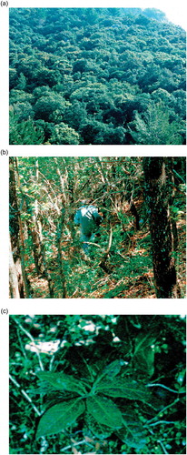 Figure 10. (a) Mediterranean climate sclerophyll forest, one of the forest types inflicting the most severe combination of shade and soil-desiccation, here on Majorca dominated by Quercus ilex; (b) the edge of the study site of Sack et al. (Citation2003) in forest in SW Spain dominated by Quercus suber (evergreen sclerophyll) and Q. canariensis (semi-deciduous) photographed in early April before the Q. canariensis had leafed out; (c) a shoot of Viburnum tinus grown in deep shade under Quercus ilex in Italy.