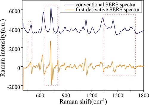 Figure 5 Comparison of conventional SERS spectra between first-derivative SERS spectra. SERS spectrum (blue line) and the corresponding first derivative SERS spectrum (orange line) of the benign thyroid tumor over the range of 400 cm−1 to 1800 cm−1.