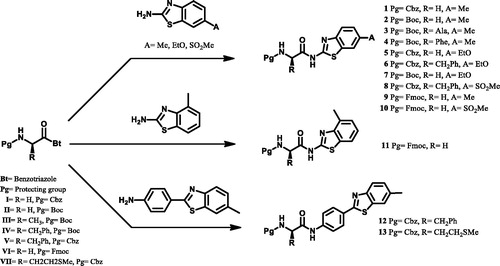 Scheme 1. Synthetic pathways of amino acid-benzothiazole derivatives (1–13).