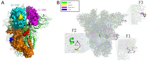 Figure 5. Spatial location and protein structure of potential FCS. (A) The spatial position of F1-3 on S protein. F1 is located at S1/S2, F2 at S2 and F3 at the NTD of S1. (B) Differences in the tertiary structure of the protein at the F1-3 sites of GZ02, RaTG13, Wuhan-Hu-1 and ZJ01. The difference between ZJ01 and Wuhan-Hu-1 may be caused by the mutation of ZJ01 near the FCS.