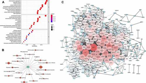 Figure 5. Gene functional enrichment analysis of glycolysis-associated genes