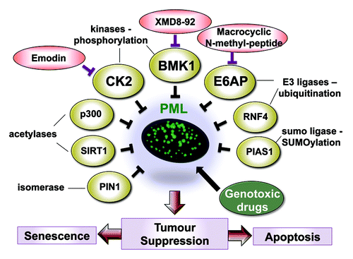 Figure 1. Restoration of tumor suppression by targeting negative regulators of PML using small-molecule inhibitors. Diagramatic presentation of the major inhibitors (yellow ovals) of PML by post-translational modifications, including phosphorylation, SUMOylation, isomerization, acetylation and ubiquitination. Specific inhibitors targeting several of these proteins (red ovals), two of which (XMD8–92 and emodin) have been shown to restore PML-induced tumor suppression. Combinations of small molecule inhibitors with genotoxic DNA damaging drugs (green oval) such as etoposide may prove to have a synergistic anticancer effect.