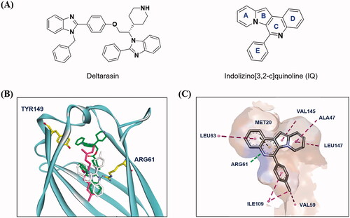 Figure 1. Design strategy of PDEδ probes by molecular docking study. (A) The chemical structures of Deltarasin and indolizino[3,2-c]quinoline (IQ) scaffold; (B) Superimposition of farnesyl (magenta), Deltarasin (green) and PD3 (white) in the prenyl binding site of PDEδ. Farnesyl: obtained from a cocrystal complex with PDEδ (PDB: 3T5G), deltarasin: obtained from a cocrystal complex with PDEδ (PDB: 4JV8), PD3: obtained from a docking result in this study; (C) Predicted binding mode of PD3 in the prenyl binding site of PDEδ. The surface of the PDEδ binding site was generated by hydrophobicity. Colour spectrum: the hydrophobic regions in brown and the hydrophilic ones in blue.