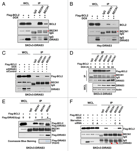 Figure 5. DIRAS3 disrupts the BECN1-BCL2 complex by competing for BECN1 binding. (A and B) Expression of DIRAS3 inhibits BECN1 and BCL2 interaction in vivo. SKOv3-DIRAS3 cells and Hey-DIRAS3 cells were transfected with Flag-BCL2 followed by DOX treatment. The BECN1-BCL2 complex was immunoprecipitated with anti-BECN1 and analyzed for co-immunoprecipitation of BECN1-BCL2 interaction. (C) DIRAS3 depletion increases BECN1-BCL2 interaction. SKOv3-DIRAS3 cells were transfected with siDIRAS3 for 48 h to knock down DIRAS3 expression. The BECN1-BCL2 complex was immunoprecipitated with anti-BECN1 and analyzed with the indicated antibodies. (D) Expression of DIRAS3 inhibits BECN1 and BCL2 interaction in a time-dependent manner. SKOv3-DIRAS3 cells were treated with DOX for the indicated intervals. The BECN1-BCL2 complex was immunoprecipitated with anti-BECN1 and analyzed by western blot. (E) DIRAS3 protein competes with BCL2 for BECN1 binding. Increasing amounts of Flag-DIRAS3 (Coomassie Blue staining) was added to BECN1-BCL2 complex and BECN1-interacting proteins were immunoprecipitated with anti-BECN1 and analyzed by western blotting. (F) DIRAS3 is required for amino acid starvation-induced dissociation of BECN1 and BCL2. SKOv3-DIRAS3 cells were depleted of DIRAS3 by incubation with siRNA for 48 h before they were incubated in growth medium or in HBSS plus 0.3% glucose for 16 h. The BECN1-BCL2 and BECN1-DIRAS3 complexes were immunoprecipitated with anti-BECN1 and analyzed by western blotting. (C, siControl; A, siDIRAS3.)