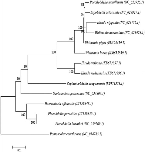 Figure 1. Phylogenetic tree derived from Z. arugamensis and the other leech’ mtDNA genome nucleotide sequences.